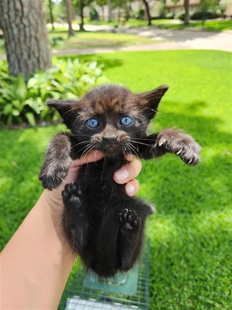 A baby small-sized male Domestic Short Hair cat named Cinnamon for adoption in Houston, TX