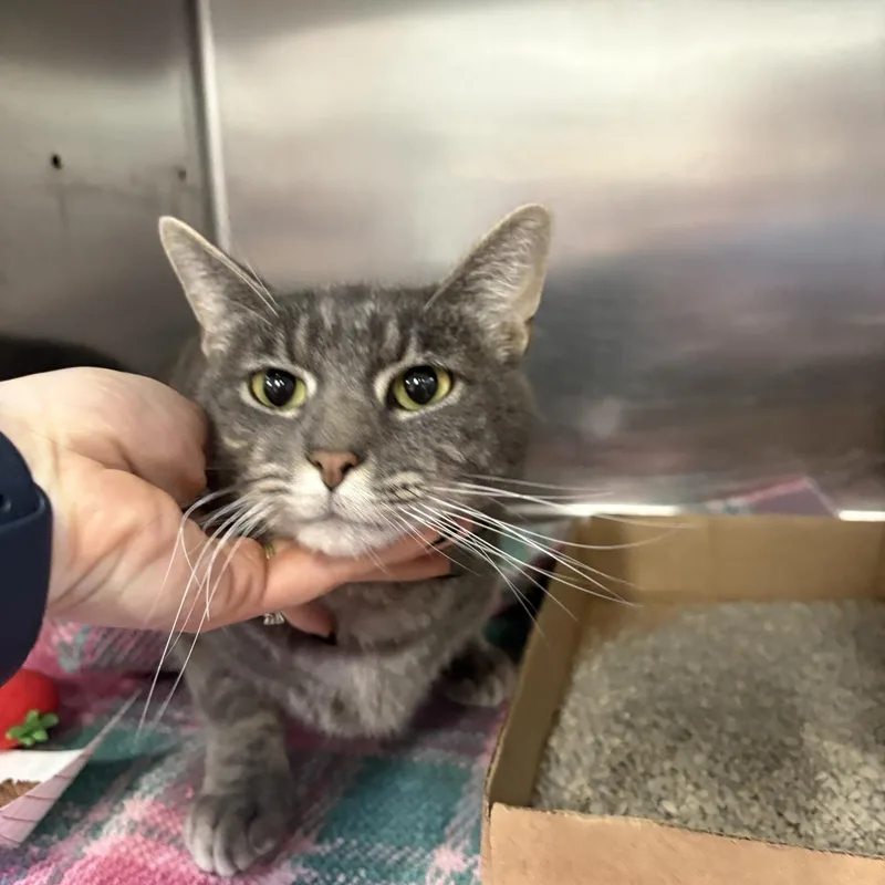 A young large-sized male Tabby (Gray / Blue / Silver) Domestic Short Hair cat named Toby for adoption in Saint Charles, MO