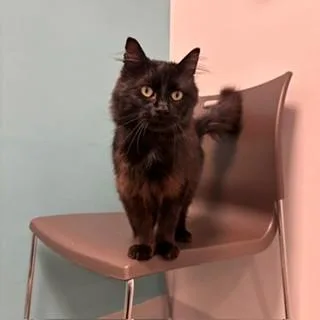 An adult medium-sized male Domestic Medium Hair cat named Hatachi for adoption in Janesville, WI
