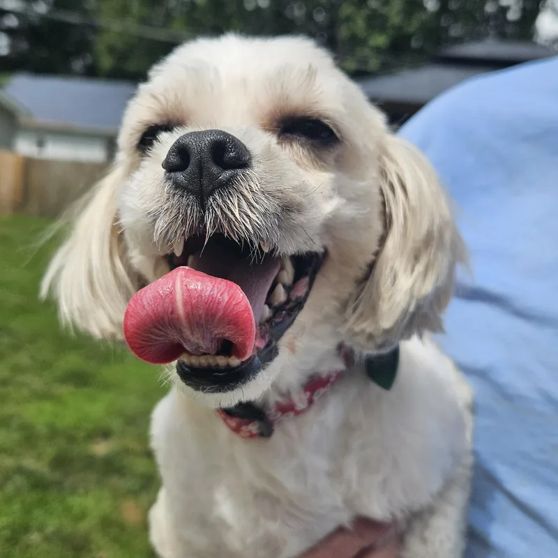 An adult small-sized male Apricot / Beige Shih Tzu dog named Petrie for adoption in Livonia, MI