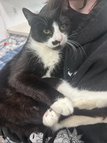 A young medium-sized female Domestic Short Hair cat named Piano for adoption in Meriden, CT