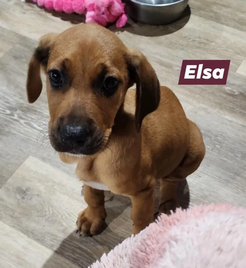 Princess Elsa