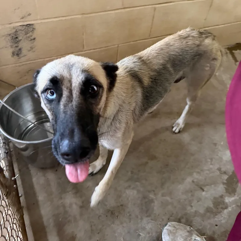 An adult medium-sized female Brown / Chocolate Shepherd dog named Wonder Woman for adoption in Edinburg, TX