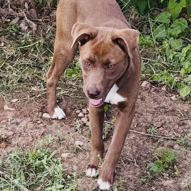 A baby medium-sized female Brown / Chocolate Labrador Retriever dog named Duchess for adoption in Austin, TX