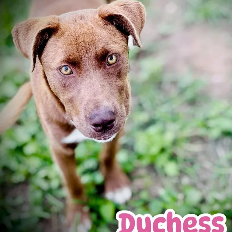 Duchess thumbnail 2
