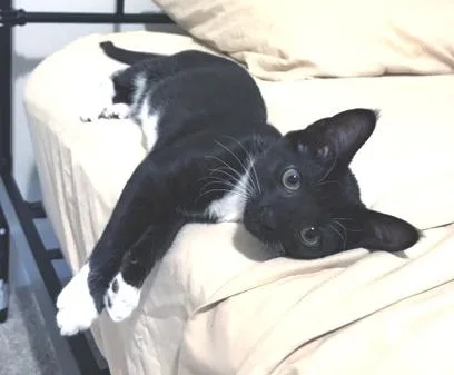 A baby medium-sized female Black & White / Tuxedo Domestic Short Hair cat named Nala for adoption in Smithfield, NC