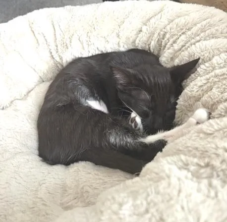 Nala thumbnail 2