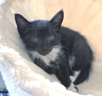 Nala thumbnail 4