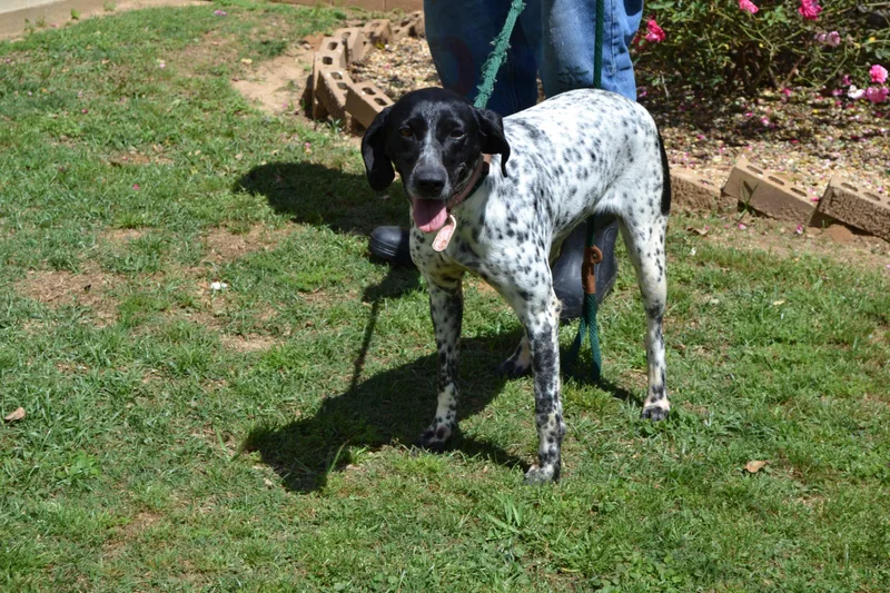 An adult medium-sized female Bicolor German Shorthaired Pointer dog named Debbie Raye for adoption in Jackson, LA