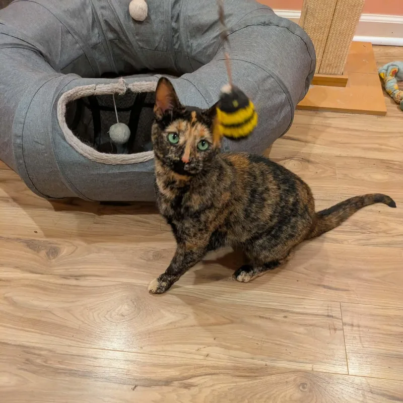An adult medium-sized female Tortoiseshell Domestic Short Hair cat named Eloise for adoption in Royal Oak, MI
