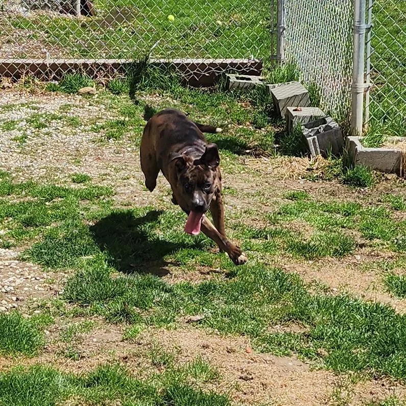 Nova