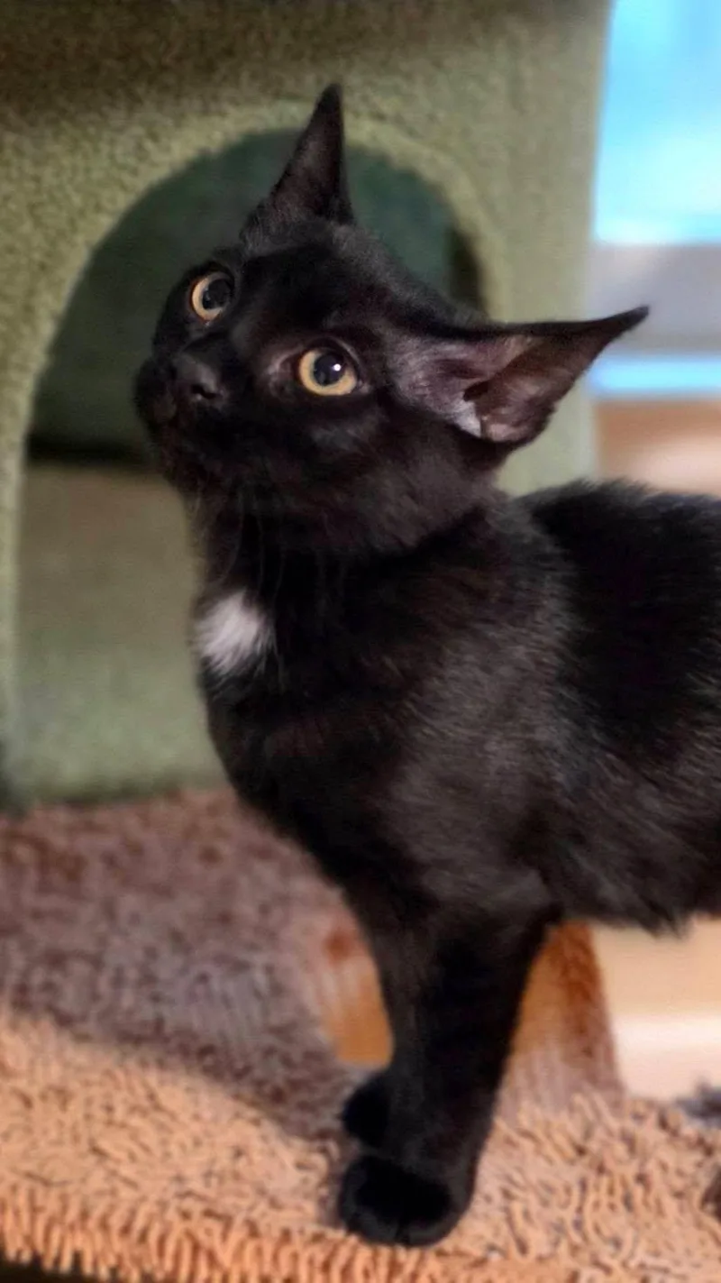 A young medium-sized female American Shorthair cat named Pretzel for adoption in Greenville, SC
