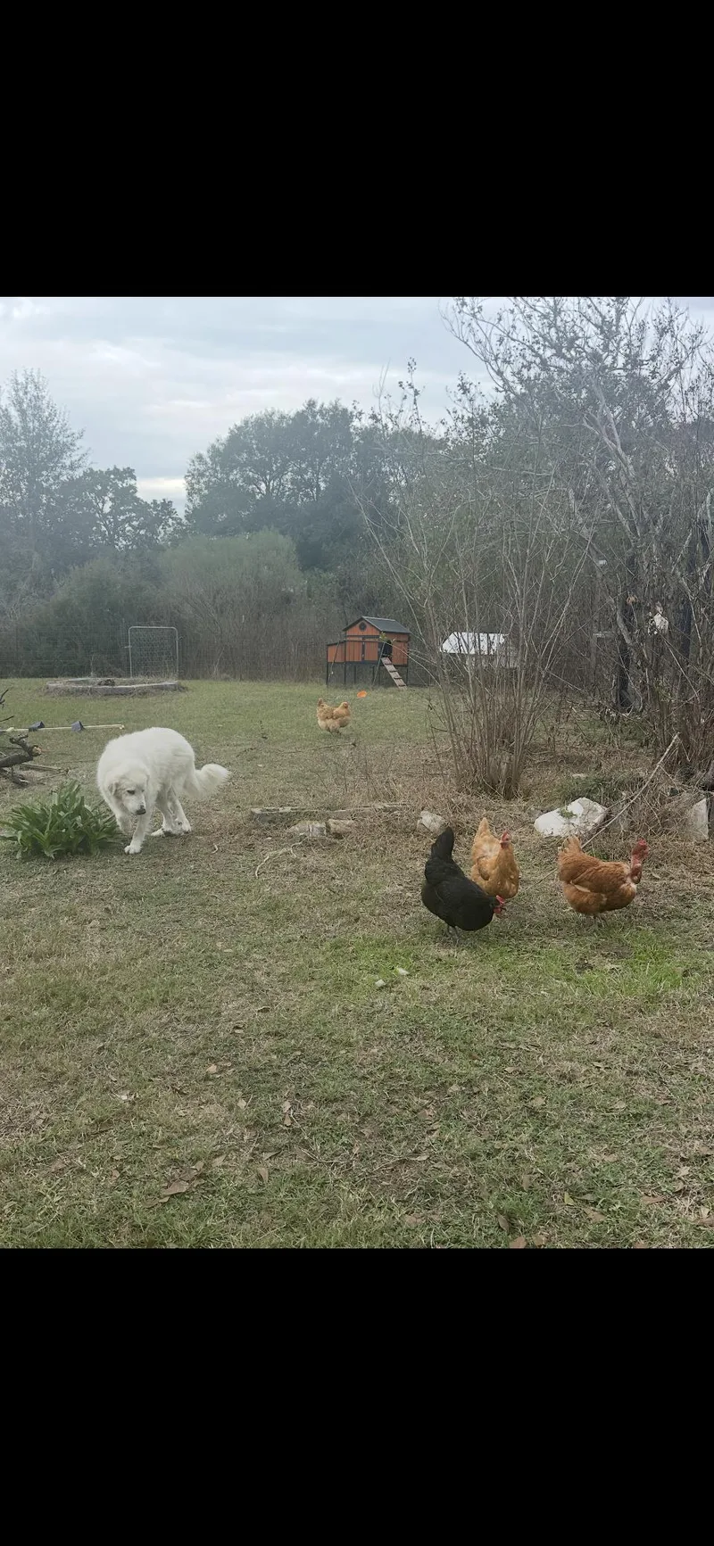 Kodiak Htx thumbnail 5