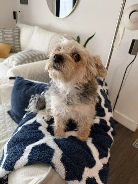 Koko