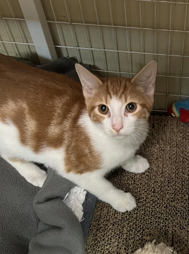 A young medium-sized male Orange & White Domestic Short Hair cat named Sunny for adoption in Blasdell, NY