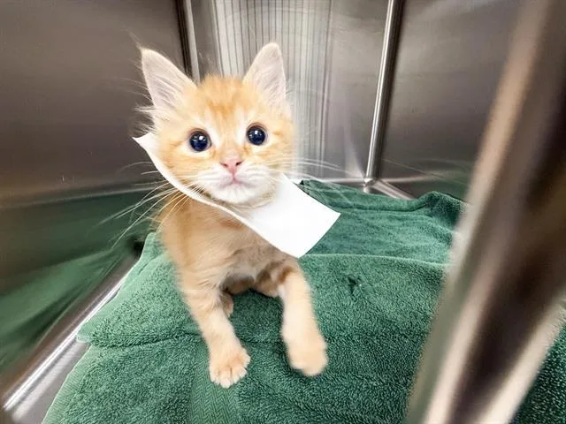 A baby small-sized male Domestic Medium Hair cat named Lane for adoption in Haw River, NC