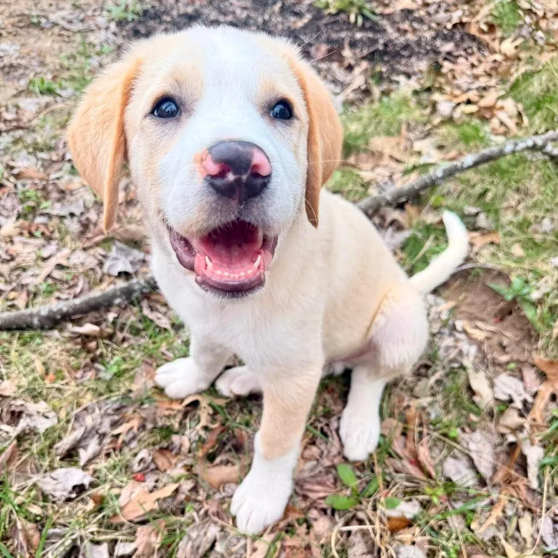 A baby medium-sized male Yellow / Tan / Blond / Fawn Labrador Retriever dog named Wolverine for adoption in Jackson, MO