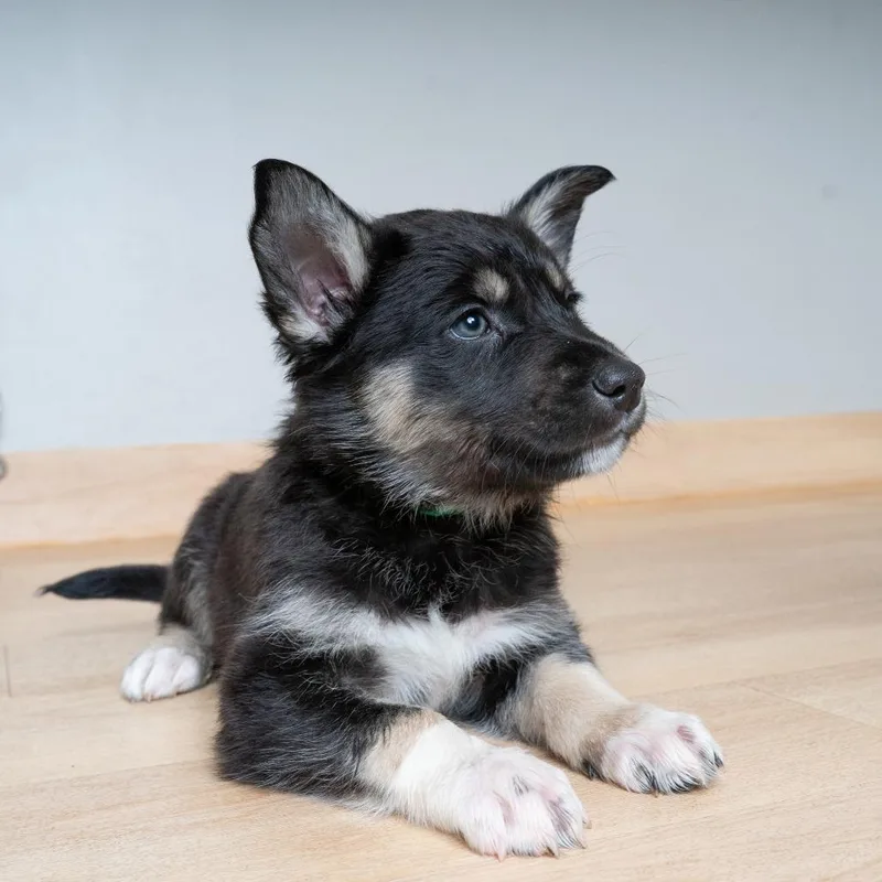 A baby medium-sized male Black Shepherd dog named Bentley D for adoption in Minnetonka, MN