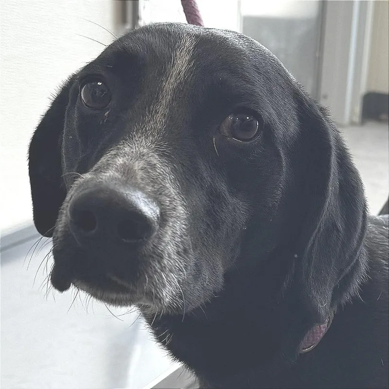 A young medium-sized female Black Mixed Breed dog named Rupee for adoption in Las Cruces, NM