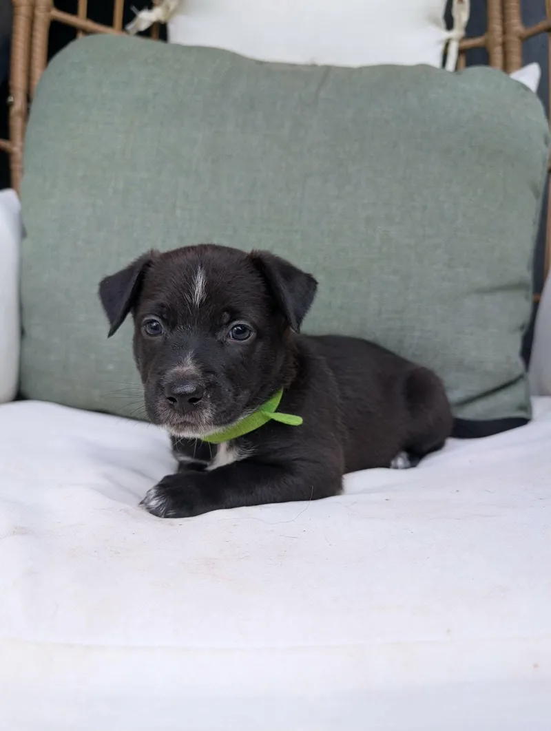 A baby medium-sized male Australian Shepherd dog named Sperry for adoption in New Baltimore, MI