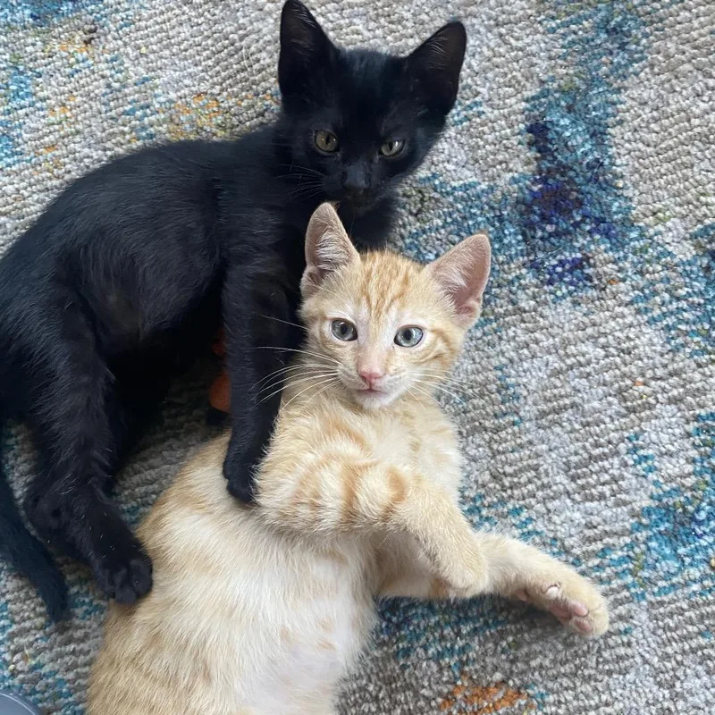 A baby small-sized male Orange / Red Domestic Short Hair cat named Arson for adoption in Los Angeles, CA
