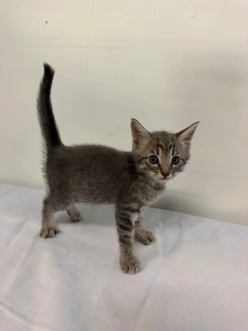 A baby medium-sized male Domestic Short Hair cat named Marcos Vinicius for adoption in Margate, FL