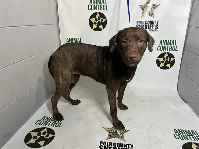 A young large-sized female Labrador Retriever dog named Peony for adoption in Winter Haven, FL