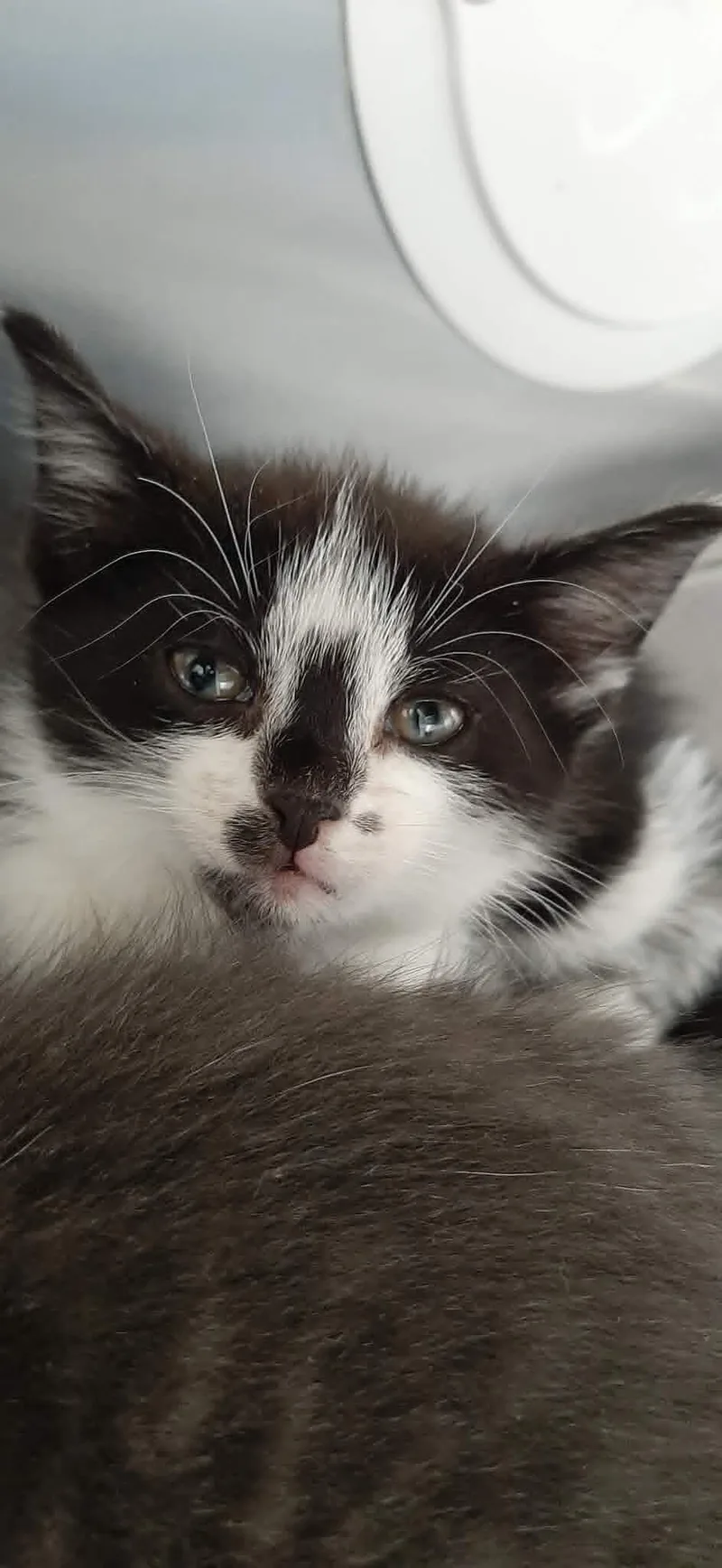 A baby medium-sized female Black & White / Tuxedo Domestic Short Hair cat named Lucy for adoption in Georgetown, OH