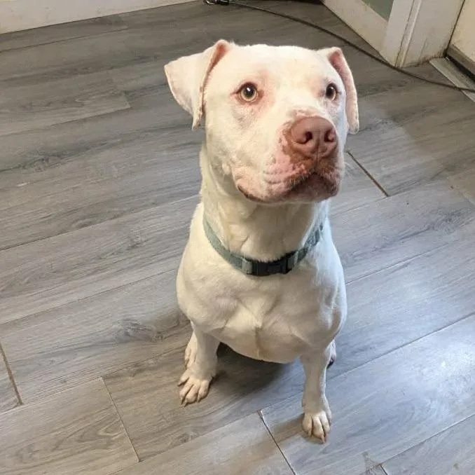 A young medium-sized male Pit Bull Terrier dog named Baldur for adoption in Greenville, PA
