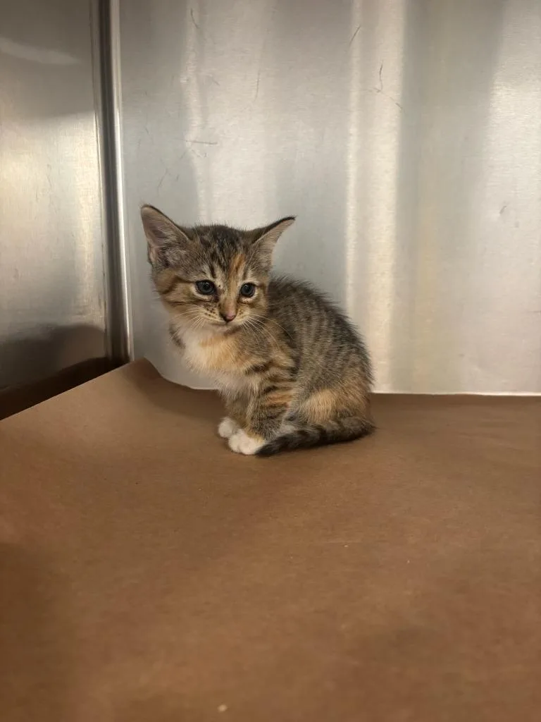 A baby small-sized male Domestic Short Hair cat named Ethan for adoption in Cartersville , GA