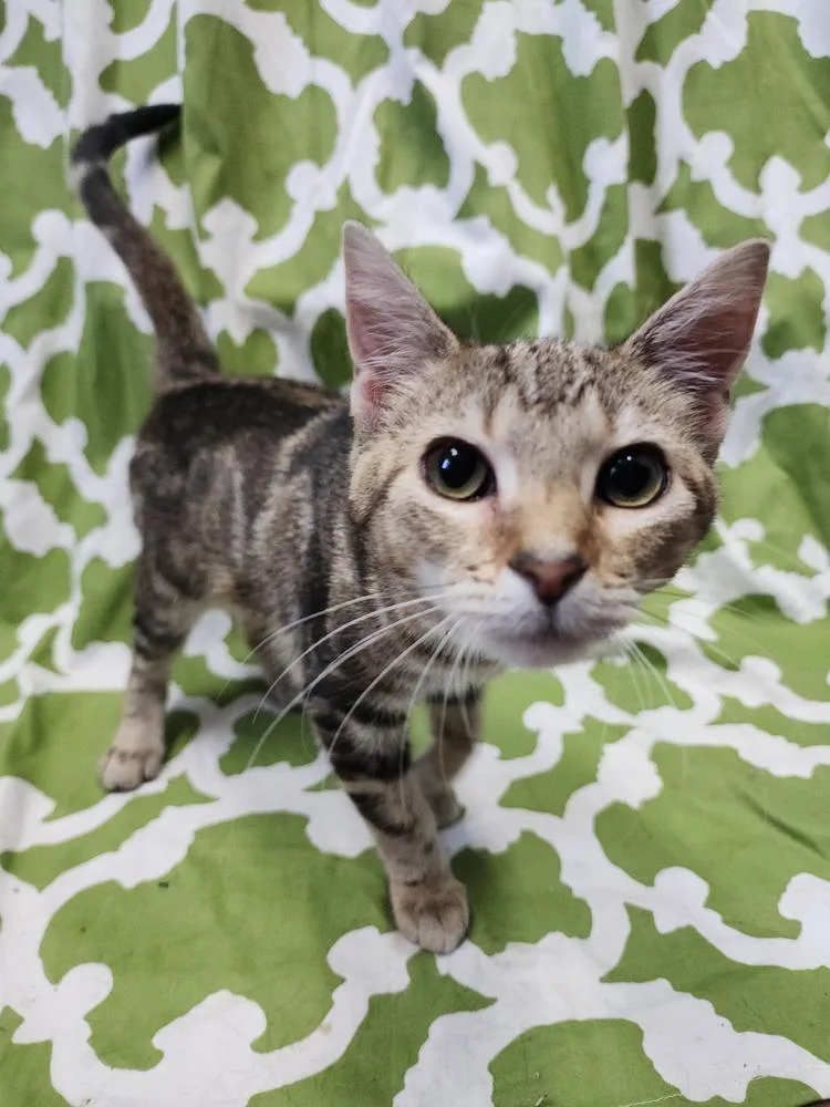 Princess Zotz thumbnail 4