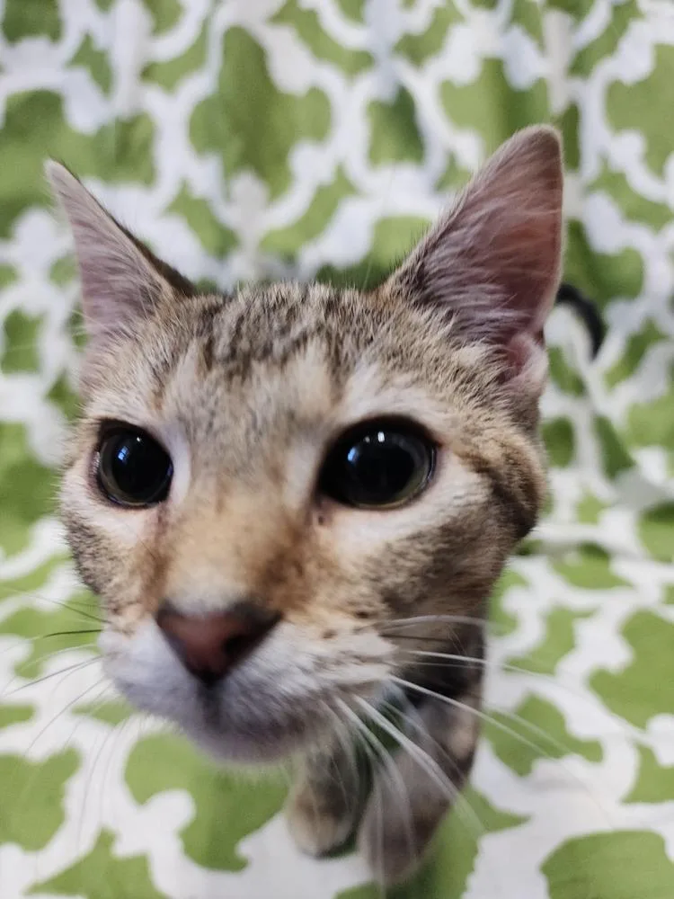 Princess Zotz thumbnail 5