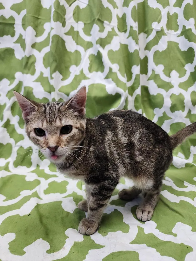 Princess Zotz thumbnail 6