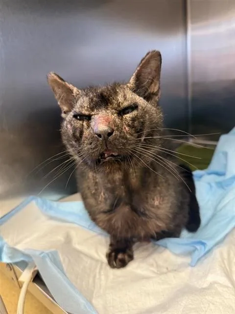 An adult small-sized male Domestic Short Hair cat named Gracy for adoption in San Antonio, TX