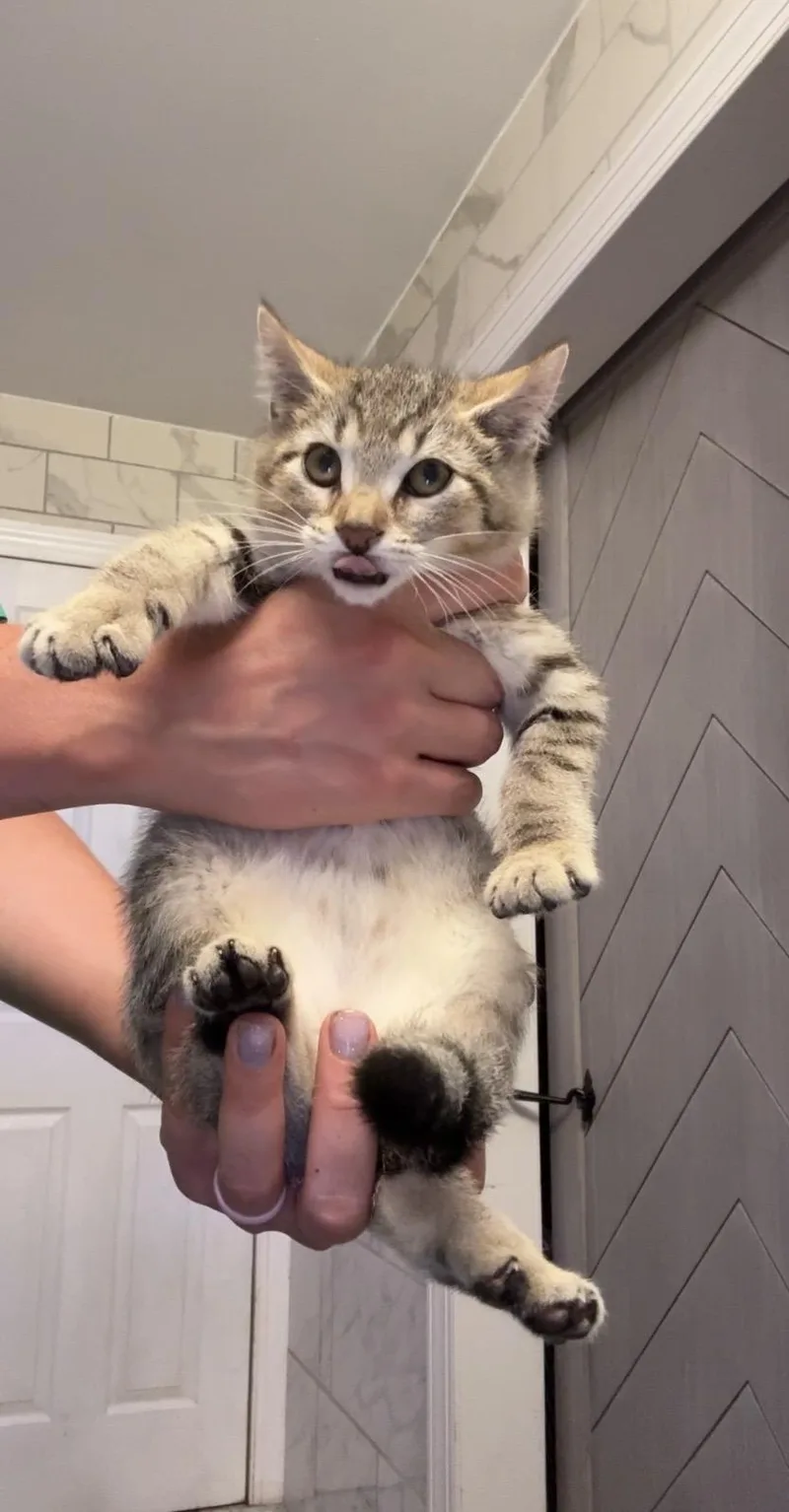 A baby medium-sized male Domestic Short Hair cat named Winter for adoption in Mayfield, NY