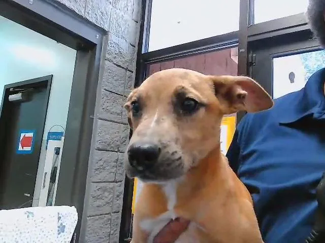 A baby small-sized male Pit Bull Terrier dog named Chucky for adoption in Tulsa, OK