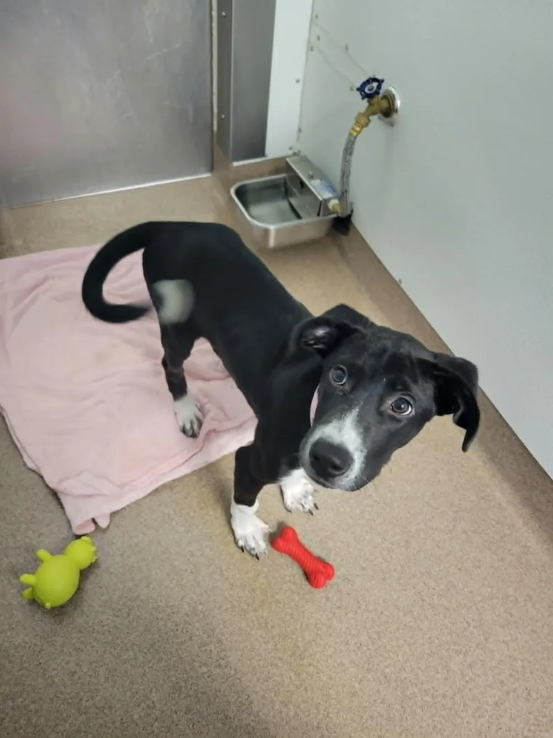 A baby medium-sized female Black Mixed Breed dog named Crysta for adoption in Chambersburg, PA