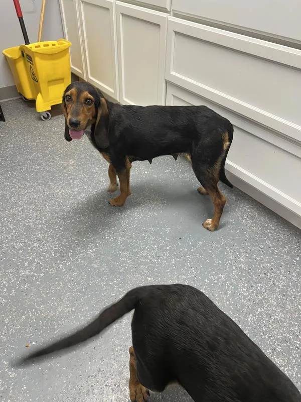 An adult medium-sized female Black and Tan Coonhound dog named Tamera for adoption in Morristown, TN