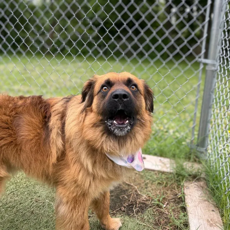 An adult medium-sized male Brown / Chocolate Australian Shepherd dog named Chuck for adoption in Tulsa, OK