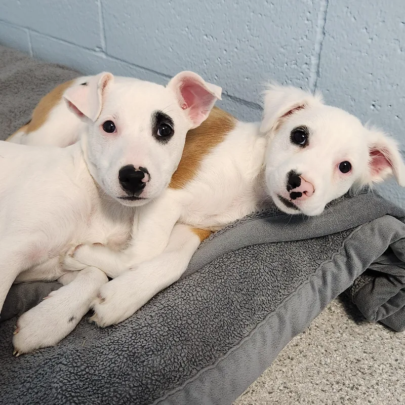 A baby small-sized female Mixed Breed dog named Dorothy & Blanche for adoption in Marshfield, WI