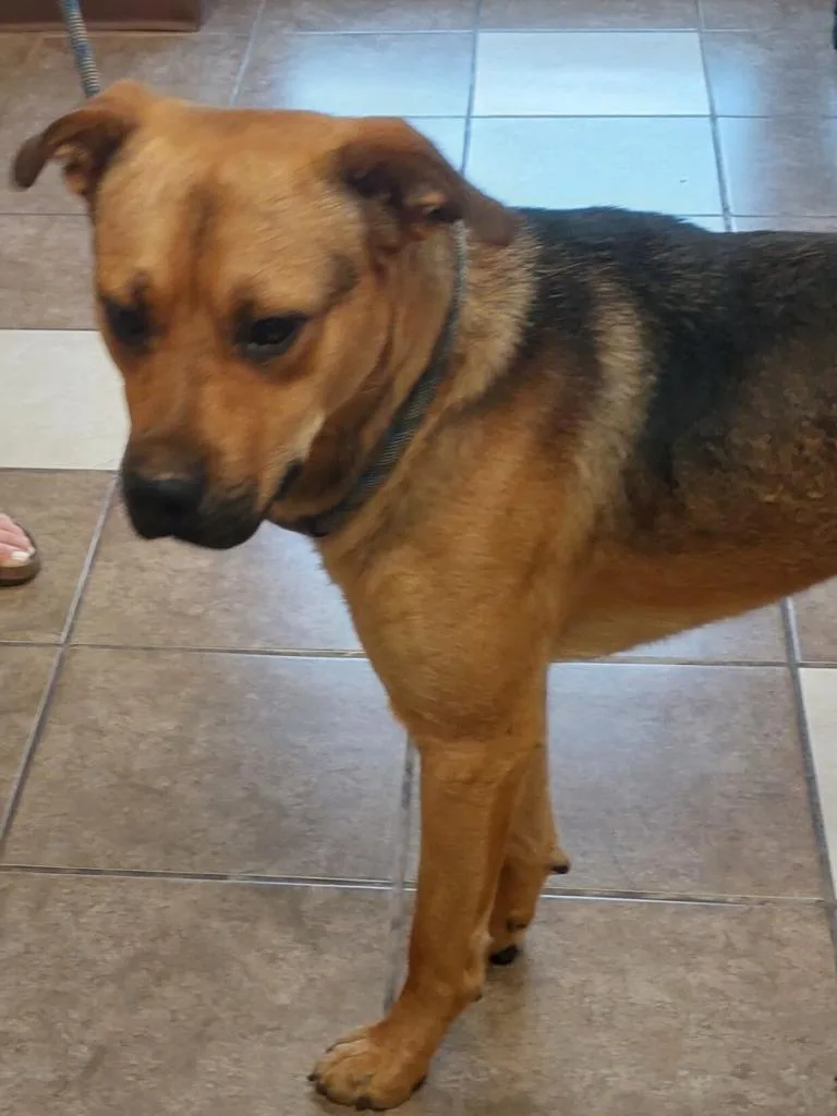A young medium-sized male Boxer dog named Murray for adoption in Mocksville, NC
