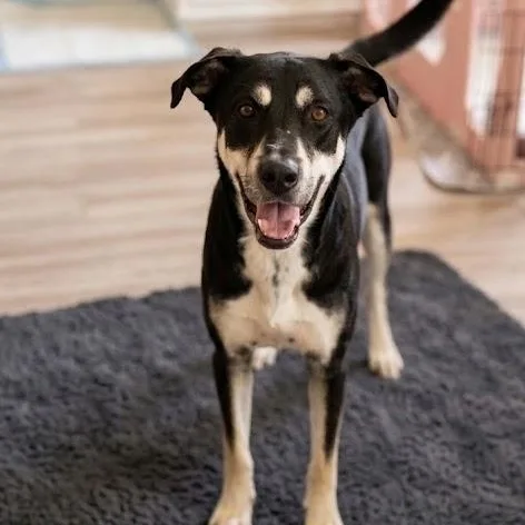 Gus