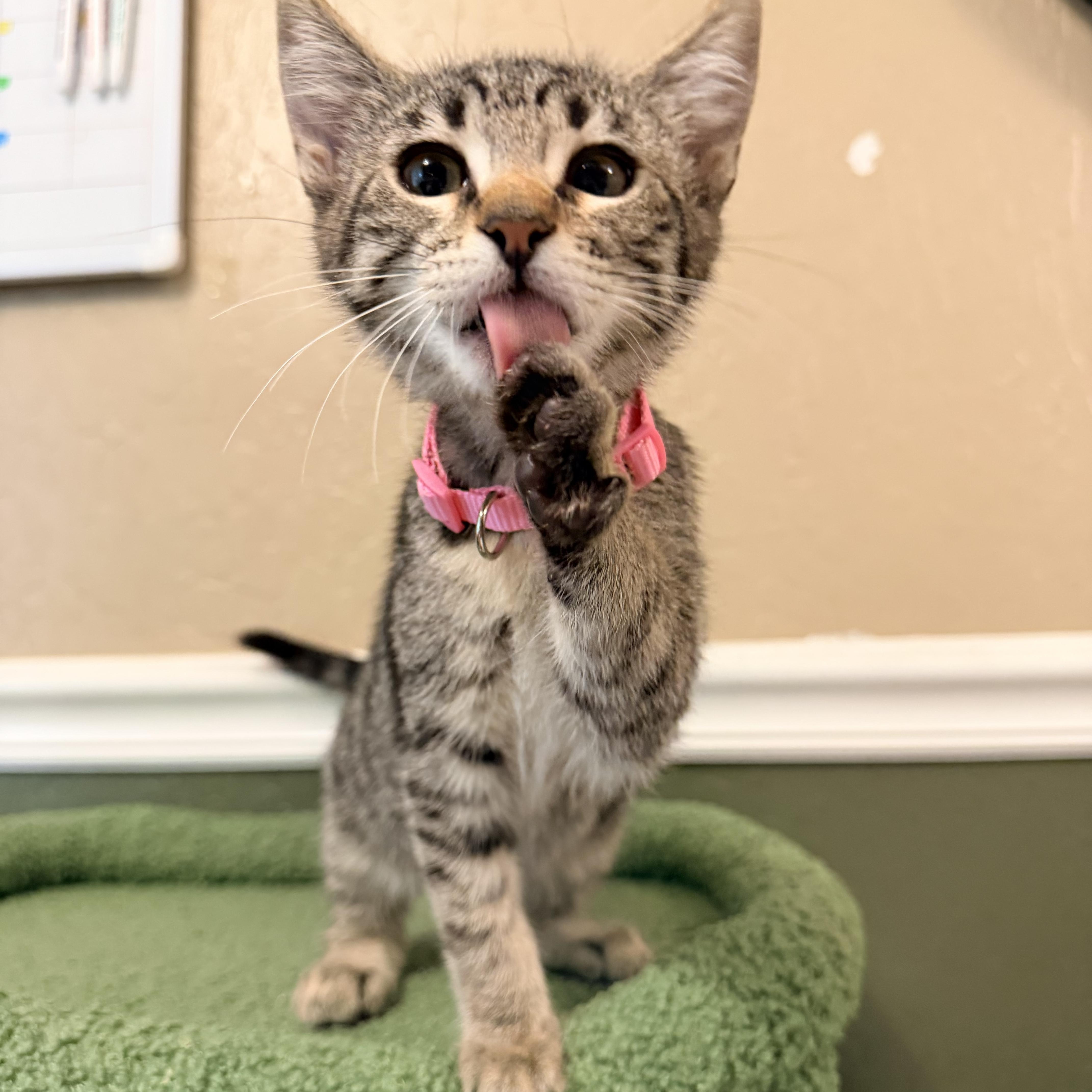 A baby medium-sized female Domestic Short Hair cat named Daisy for adoption in Davis, CA