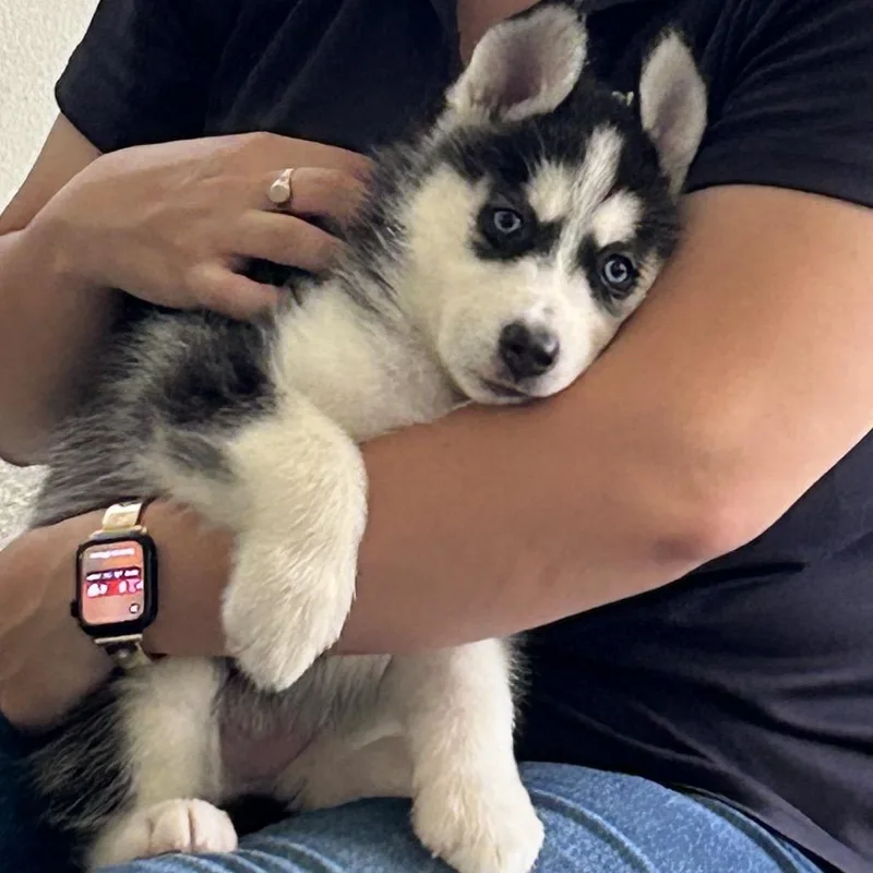 A baby small-sized female Black Husky dog named Mendocino for adoption in Hawthorne, CA