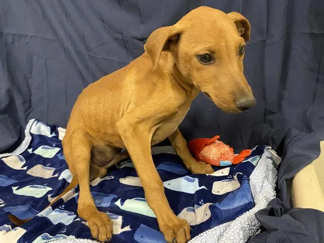 A baby small-sized male Doberman Pinscher dog named A for adoption in Modesto, CA