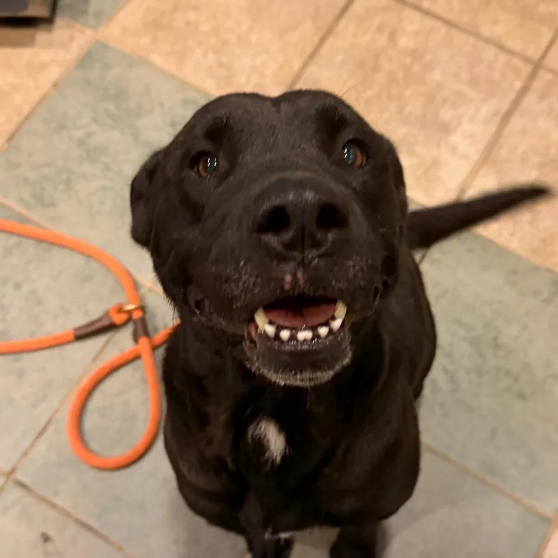 An adult medium-sized female Black Mixed Breed dog named Navaeh for adoption in Chattanooga, TN