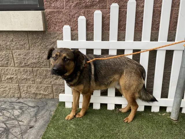 A young large-sized male German Shepherd Dog dog named Bear for adoption in Modesto, CA