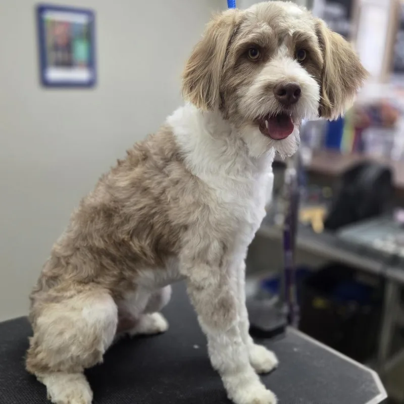 A young medium-sized male Yellow / Tan / Blond / Fawn Australian Shepherd dog named Sammy for adoption in Baker City, OR