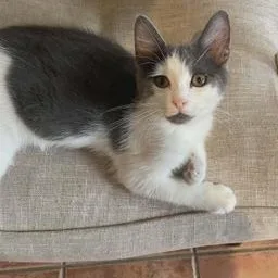 A baby medium-sized male Black & White / Tuxedo Domestic Short Hair cat named Gallagher for adoption in Liverpool, TX