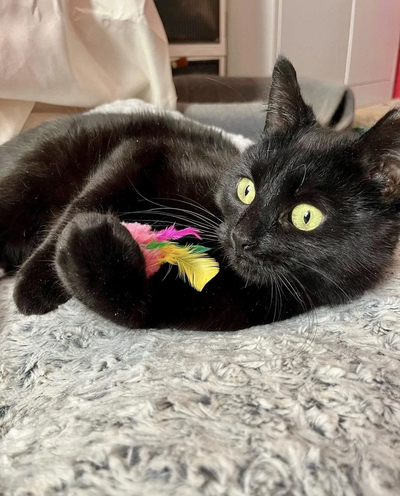 A young medium-sized female Black Domestic Short Hair cat named Poppyseed for adoption in Brooklyn, NY
